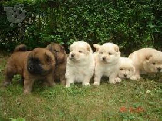 PoulaTo: Σιχ Τσου καθαροαιμο κουταβακι